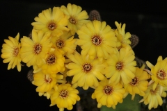 CR002-C59_Echinopsis-chamaecereus-hybrid-Yellow-7