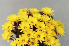 CR002-C59_Echinopsis-chamaecereus-hybrid-Yellow