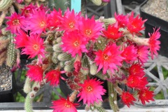 CR004-Chamaecereus-hybrid-Rainbow-Spirit-2