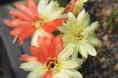 CR021-Echinopsis-chamaecereus-ORANGE-UNIKUM-1