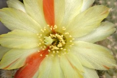 CR021-Echinopsis-chamaecereus-ORANGE-UNIKUM-7