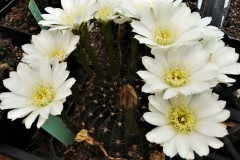 LET005-Echinopsis-arachanantha