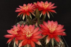 LET005A-Echinopsis-ancistriphora-ssp-arachanantha-RED