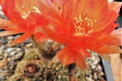 LET005D-Echinopsis-ancistriphora ORANGE-YELLOW-SPLASH