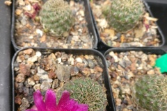 LET005E-Echinopsis-ancistriphora PINK