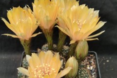 LET005F-Echinopsis-ancistriphora-ssp-arachanantha Light-orange