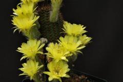 LET007-Echinopsis-Blissfull-Yellow Mark D