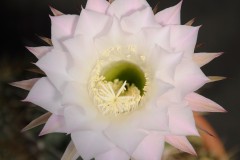 LET009-Echinopsis-oxygona-Variegated