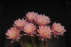 LET010-Echinopsis-hybrid-PEACH-ISHTAAR