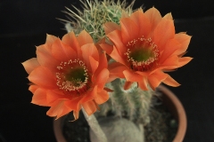 LET011-Echinopsis-hybrid-Sher-Khan