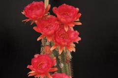 LET012-Echinopsis-Hyb-MARS-RED