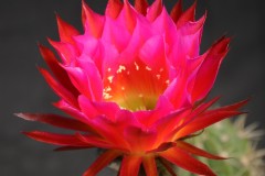 LET013-Echinopsis-hyb-Violet-Golden