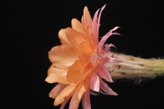 LET014-Echinopsis-hyb-Orange-Peel