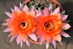 LET014-Echinopsis-hyb-Orange-Peel