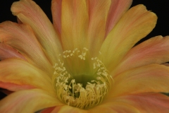 LET015-Echinopsis-hyb-Copper-Tone