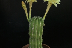 LET017-Echinopsis-hybrid-LEMON-YELLOW Mark D