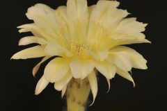 LET017-Echinopsis-hybrid-LEMON-YELLOW