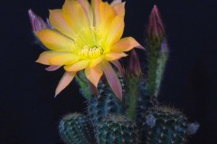 LET018-Echinopsis-hybrid-Violet-Touch