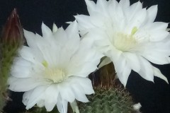 LET028-Echinopsis-calochlora