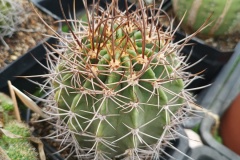 LET030-Echinopsis-leueantha-cafayate-MLU-22