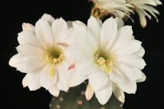 LET031-Echinopsis-subdenudata-variegated-white-KK1527-Angusto-de-Villamontes-13