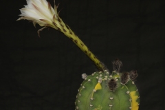 LET031-Echinopsis-subdenudata-variegated-white-KK1527-Angusto-de-Villamontes-16