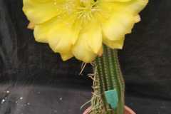 LET034-Trichocereus-X-Echinopsis-hybrid-YELLOW-DISC