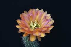 LET037-Trichocereus-X-Echinopsis-SUGAR-LIPS