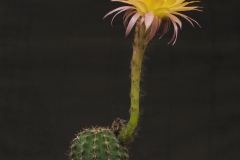 LET039-Echinopsis-hybrid-Eternal-inspiration-4