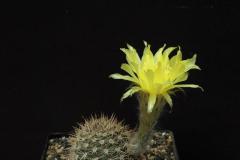 LET041-Echinopsis-pseudolobivia-aurea-R101_-2