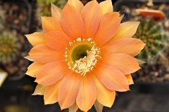 LET043-Echinopsis-hybrid-Gertrude-x-Consolation-March-23