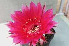 LET044-Echinopsis-hybrid-Mystic-Magenta