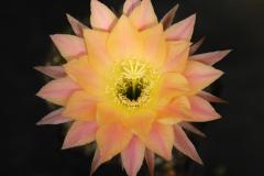 LET045-Echinopsis-hybrid-Ubbe-2