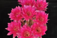 LET046-Echinopsis-hybrid-Eclipse-X-Seismic-Shimmer-10