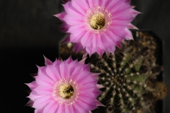 LET050-Echinopsis-hybrid-Ecstacy-1