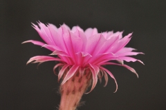 LET050-Echinopsis-hybrid-Ecstacy-4