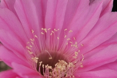 LET050-Echinopsis-hybrid-Ecstacy-5