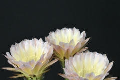 LET051-Echinopsis-hybird-Twilight-Zone_April23-1