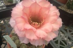 LET052-Echinopsis-hybrid-Kincsem-light-peach-2