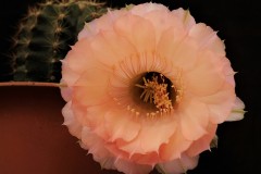 LET052-Echinopsis-hybrid-Kincsem-light-peach-5