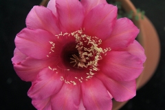 LET053-Echinopsis-hybrid-Barcaldine-1