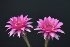 LET053-Echinopsis-hybrid-Barcaldine_April23-2