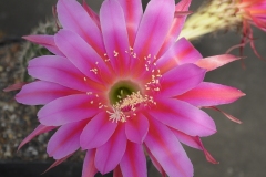 LET057-Echinopsis-hybrid-Marguerite-2