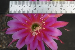 LET057-Echinopsis-hybrid-Marguerite-3