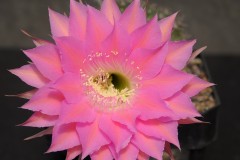 LET058-Echinopsis-hybrid-Valkyries-3