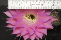 LET058-Echinopsis-hybrid-Valkyries-4