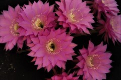 LET058-Echinopsis-hybrid-Valkyries-6