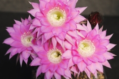 LET059-Echinopsis-hybrid-Belleza-Morada-4