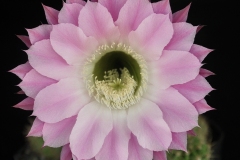 LET060-Echinopsis-Purpura-Delicado-1