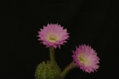 LET060-Echinopsis-Purpura-Delicado-3